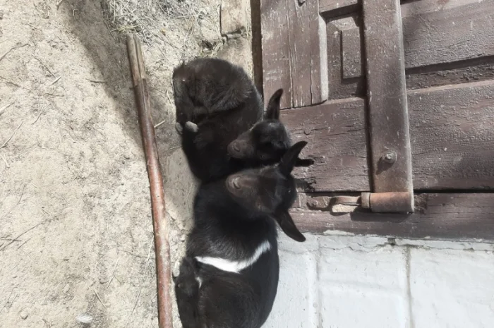 Продам козочек дойных коз и козликов породистых- фото № 2