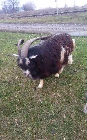 Продам козлят- фото № 1