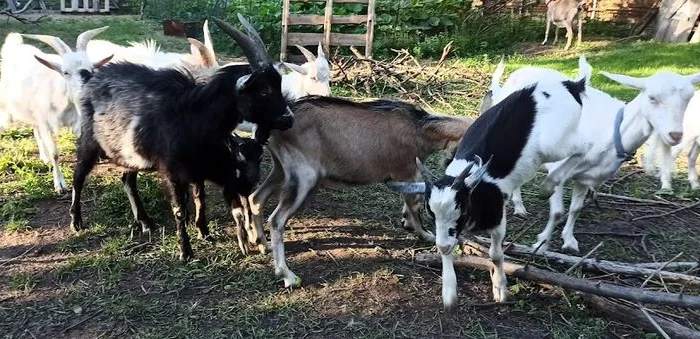 Породам козенят, цапів, кіз- фото № 4