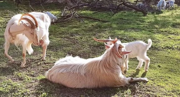 Породам козенят, цапів, кіз- фото № 5