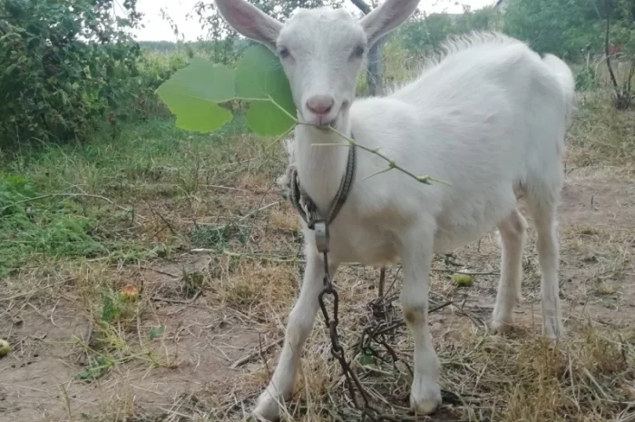 Продам кізочку козичку козеня Зааненська порода 3 місяці- фото № 1