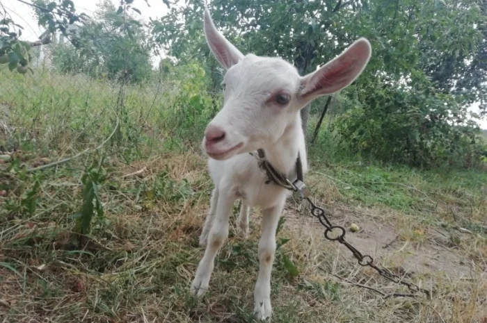 Продам кізочку козичку козеня Зааненська порода 3 місяці- фото № 2