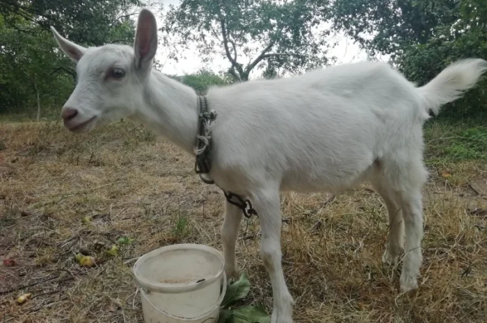 Продам кізочку козичку козеня Зааненська порода 3 місяці- фото № 3