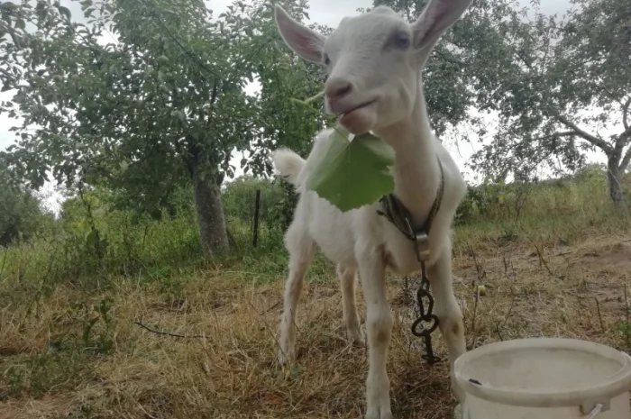 Продам кізочку козичку козеня Зааненська порода 3 місяці- фото № 4