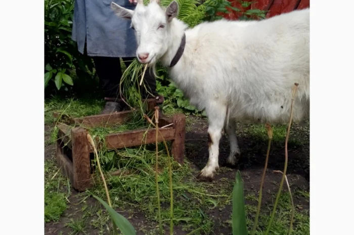Продам ДІЙНУ КОЗУ молочної породи- фото № 1
