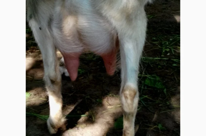 Продам ДІЙНУ КОЗУ молочної породи- фото № 2