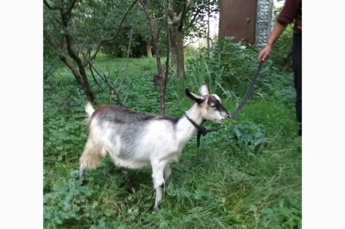 Продам молодих козочок молочної породи- фото № 1