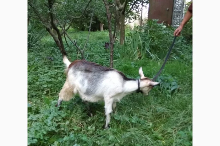 Продам молодих козочок молочної породи- фото № 3