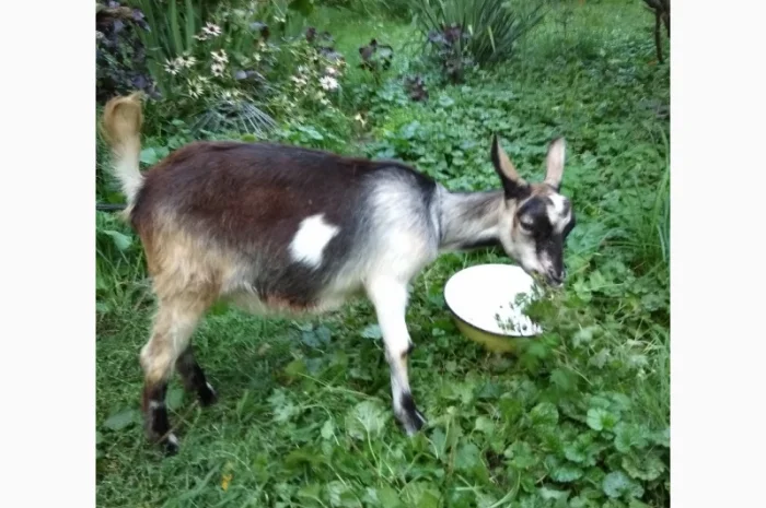 Продам молодих козочок молочної породи- фото № 4