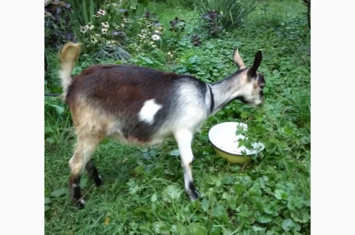 Продам молодих козочок молочної породи- фото № 5