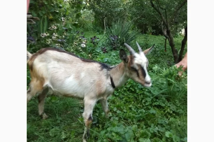 Продам молодих козочок молочної породи- фото № 6