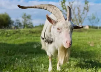 Козел на племя- фото № 1