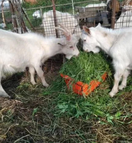 Продам подрощеных козлят- фото № 3