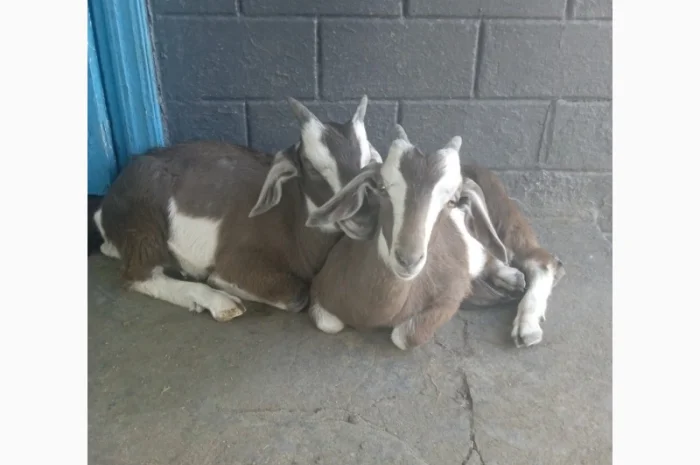 Продам козликів гарних молочних 3.5 місяці(можно на розвід, можно і на шашлик)- фото № 1