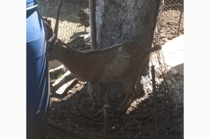 Продам козликів гарних молочних 3.5 місяці(можно на розвід, можно і на шашлик)- фото № 2