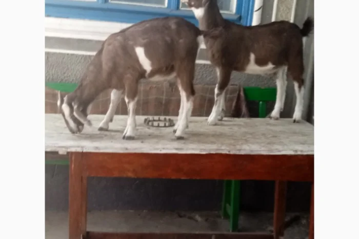 Продам козликів гарних молочних 3.5 місяці(можно на розвід, можно і на шашлик)- фото № 3