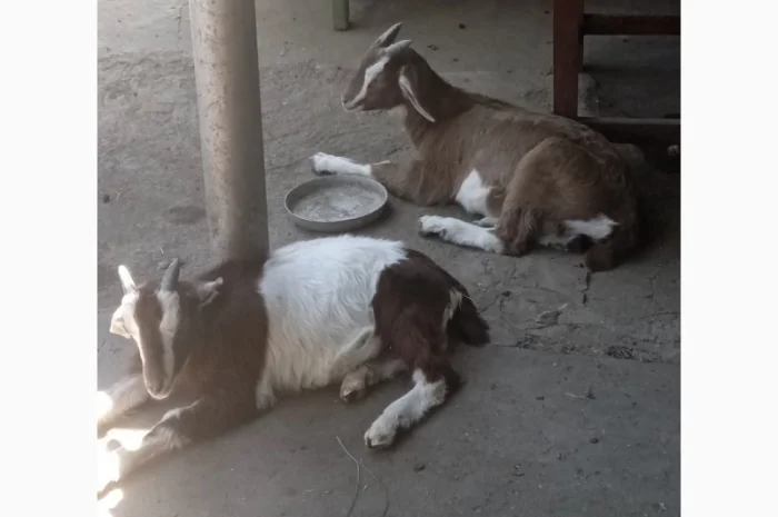 Продам козликів гарних молочних 3.5 місяці(можно на розвід, можно і на шашлик)- фото № 4