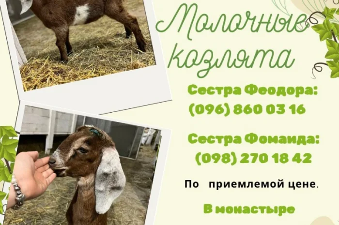 Унікальна пропозиція для любителів кіз і власників ферм- фото № 1