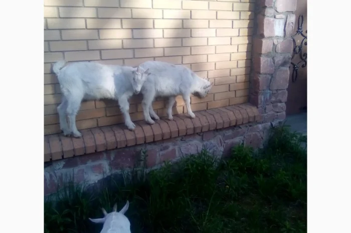 Продам козлят- фото № 2