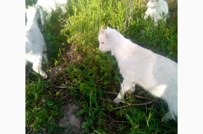 Продам козлят- фото № 3