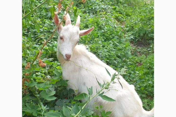 Синьоокий шикарний продистий козлик-молодик для Ваших дівчат- фото № 1