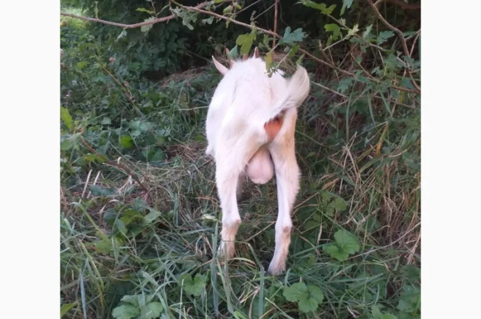 Синьоокий шикарний продистий козлик-молодик для Ваших дівчат- фото № 3