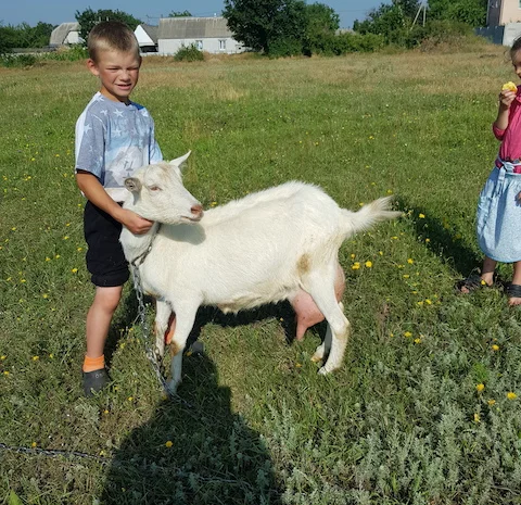 Синьоокий шикарний продистий козлик-молодик для Ваших дівчат- фото № 4