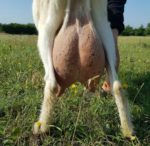 Синьоокий шикарний продистий козлик-молодик для Ваших дівчат- фото № 5