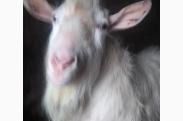 Продам цапа- фото № 1