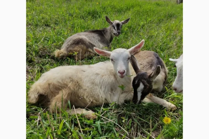 Продам дійні кози та козенята- фото № 1