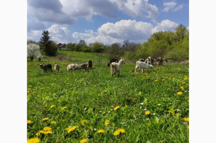 Продам дійні кози та козенята- фото № 2