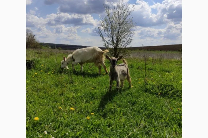 Продам дійні кози та козенята- фото № 3