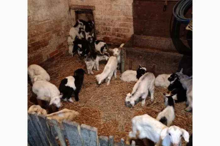 Кізочки та козлики нубійці, ламанча недорого- фото № 1