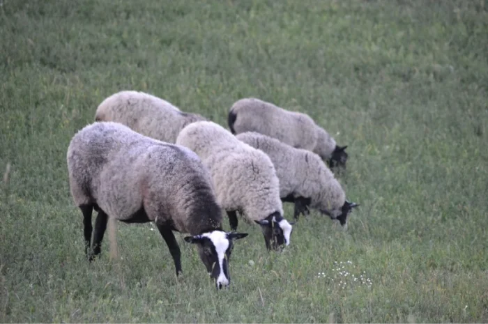 Племенной баран романовской породы на племя- фото № 2