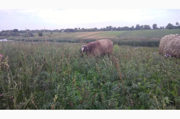 Племенной баран романовской породы на племя- фото № 3