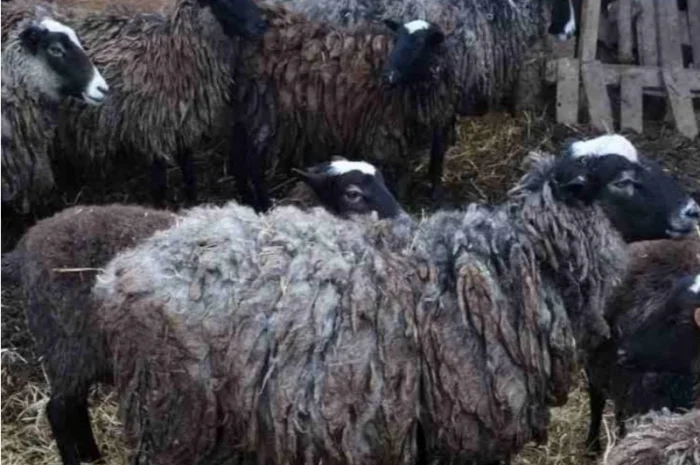 Племенной баран романовской породы на племя- фото № 1