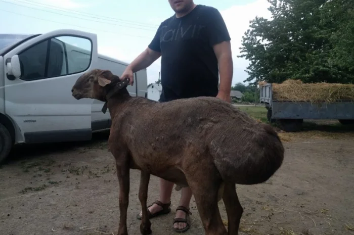 Продам курдючные овцы- фото № 2