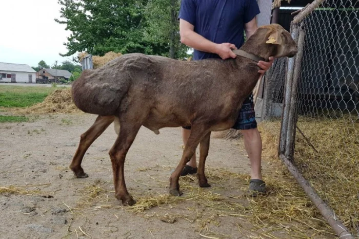 Продам курдючные овцы- фото № 3
