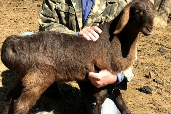 Продам курдючные овцы- фото № 1