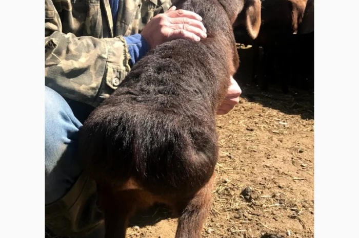 Продам курдючные овцы- фото № 4