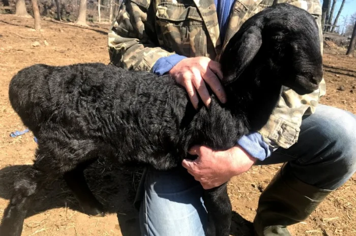 Продам курдючные овцы- фото № 5