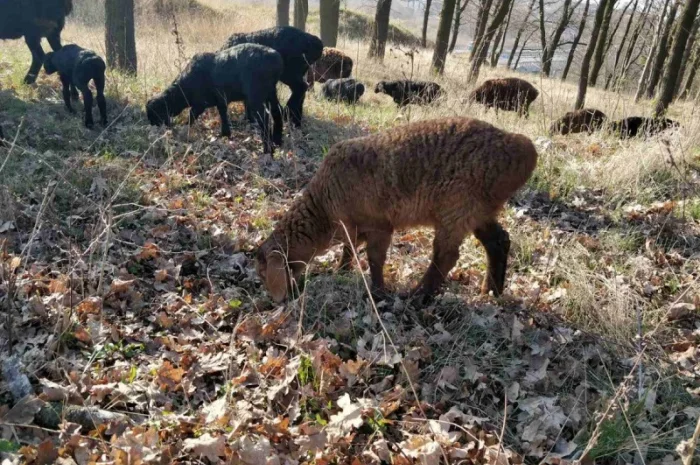 Продам курдючные овцы- фото № 6