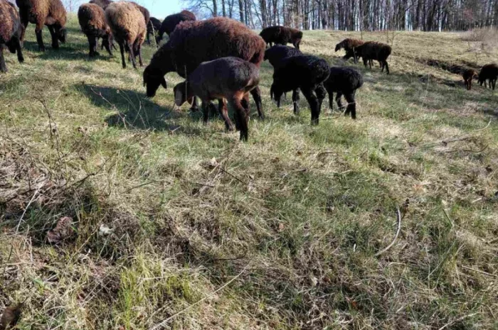 Продам курдючные овцы- фото № 7