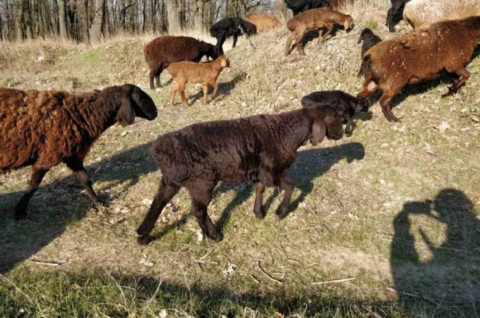 Продам курдючные овцы- фото № 8