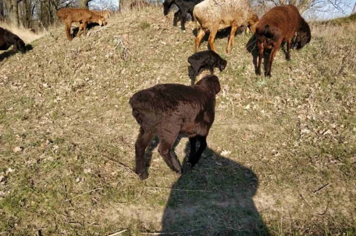 Продам курдючные овцы- фото № 9