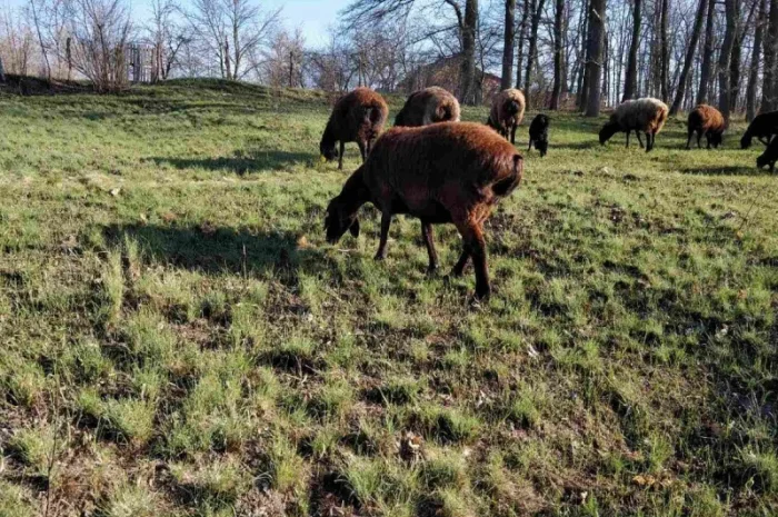 Продам курдючные овцы- фото № 10