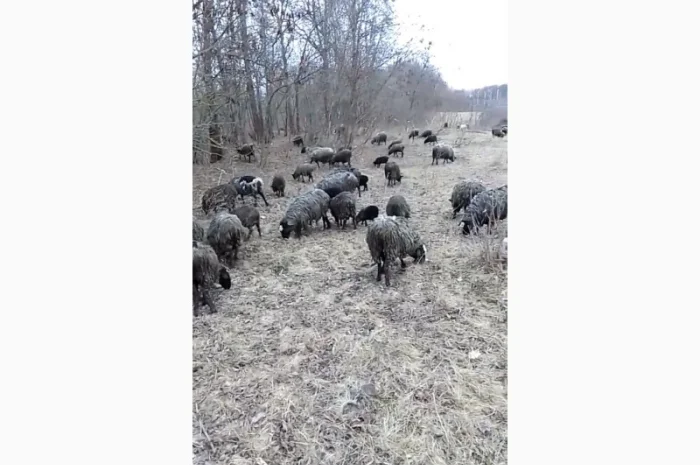 Продам вівці романівська порода- фото № 1