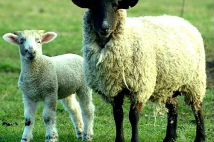 Куплю дорого баранов овец- фото № 1