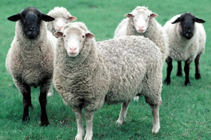 Дорого куплю бараны, овцы- фото № 1