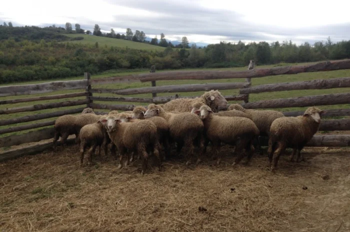 Продаю баранів- фото № 1